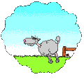schaf__2_